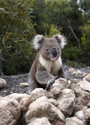 Wild Koala On The Ground At Kangaroo Island